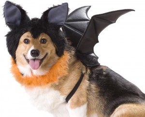 Dressing Doggy Up For Halloween
